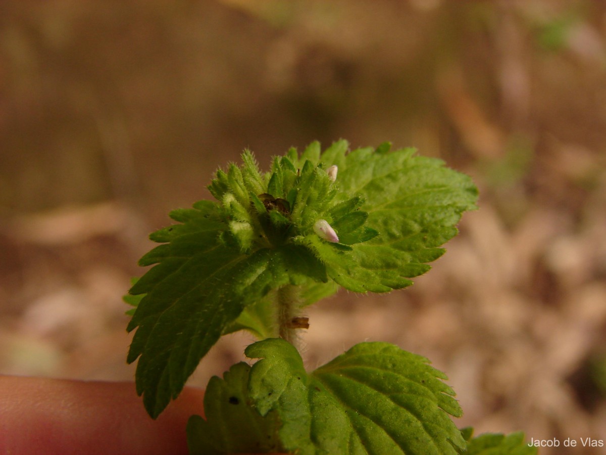 Stachys arvensis (L.) L.